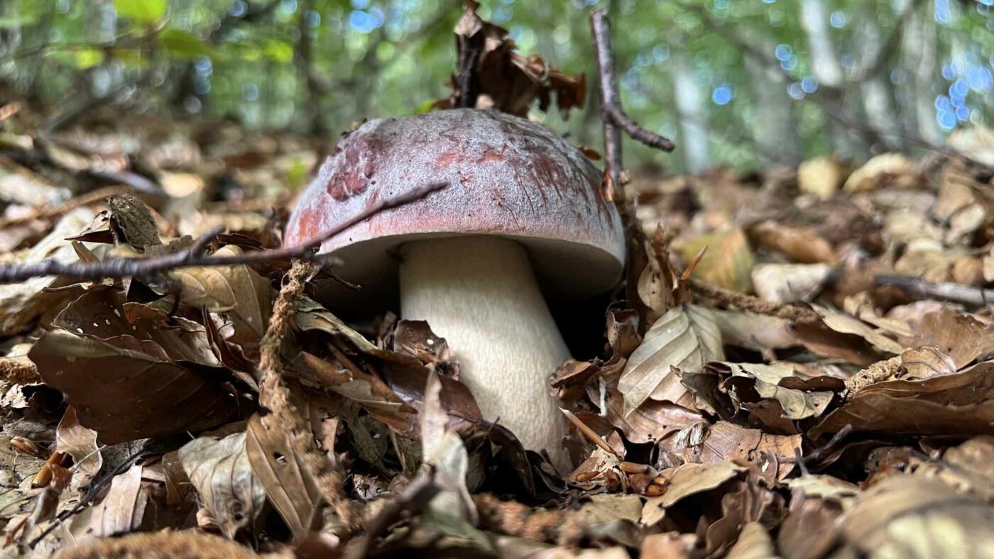 pinicola in habitat