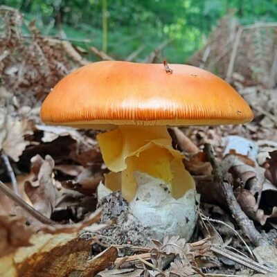 Amanita caesarea: l'Ovolo buono