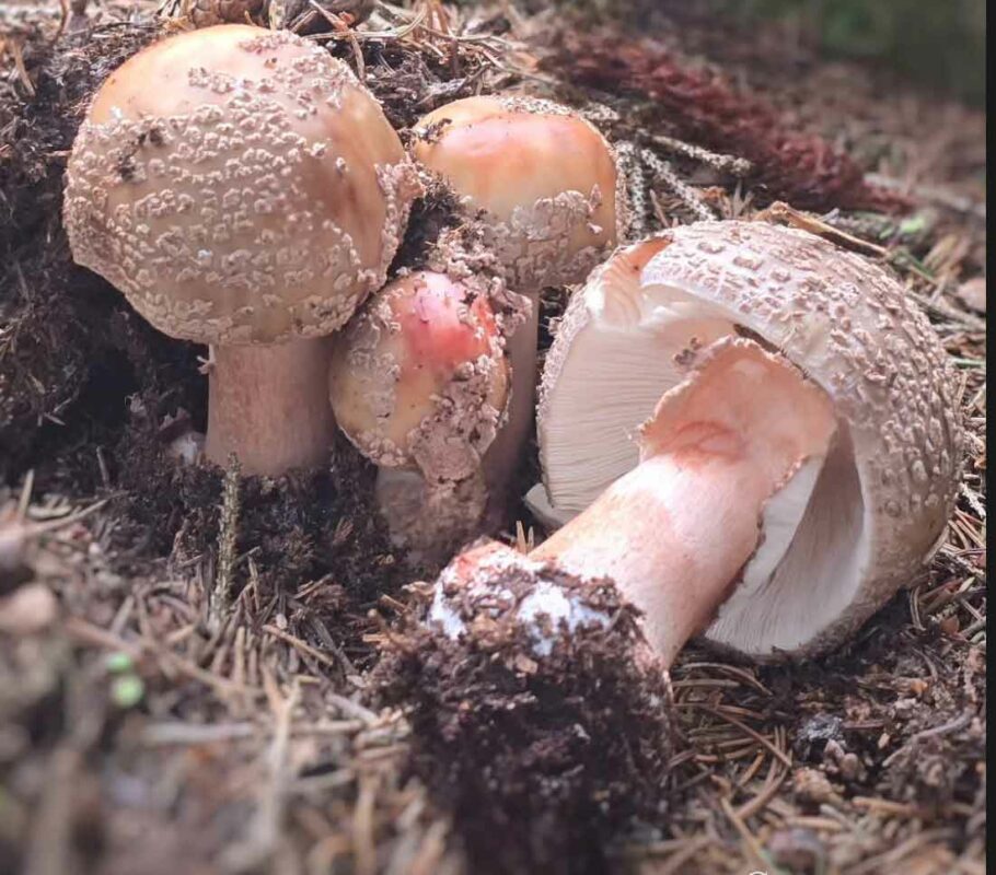 Amanita Rubescens