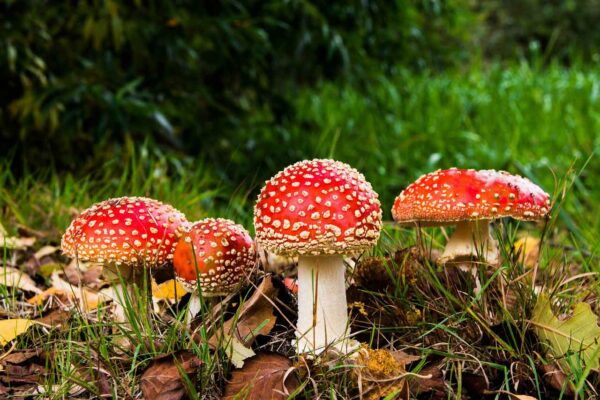 Amanita muscaria: l'Ovolo malefico