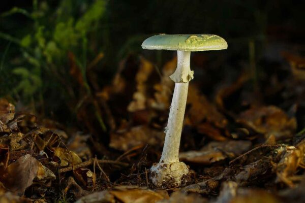 Amanita Phalloides: L'Angelo della Morte