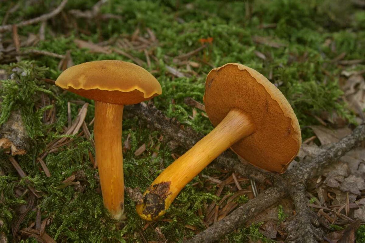 Chalciporus Piperatus