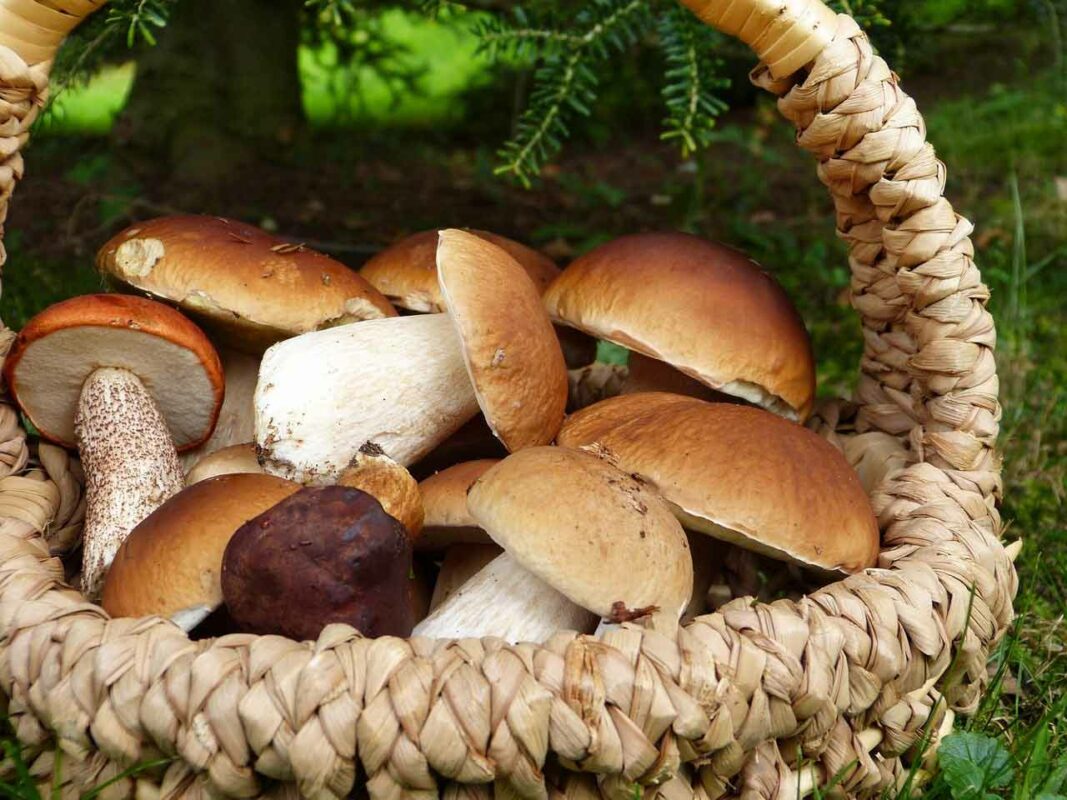 Fattori di Crescita dei Porcini