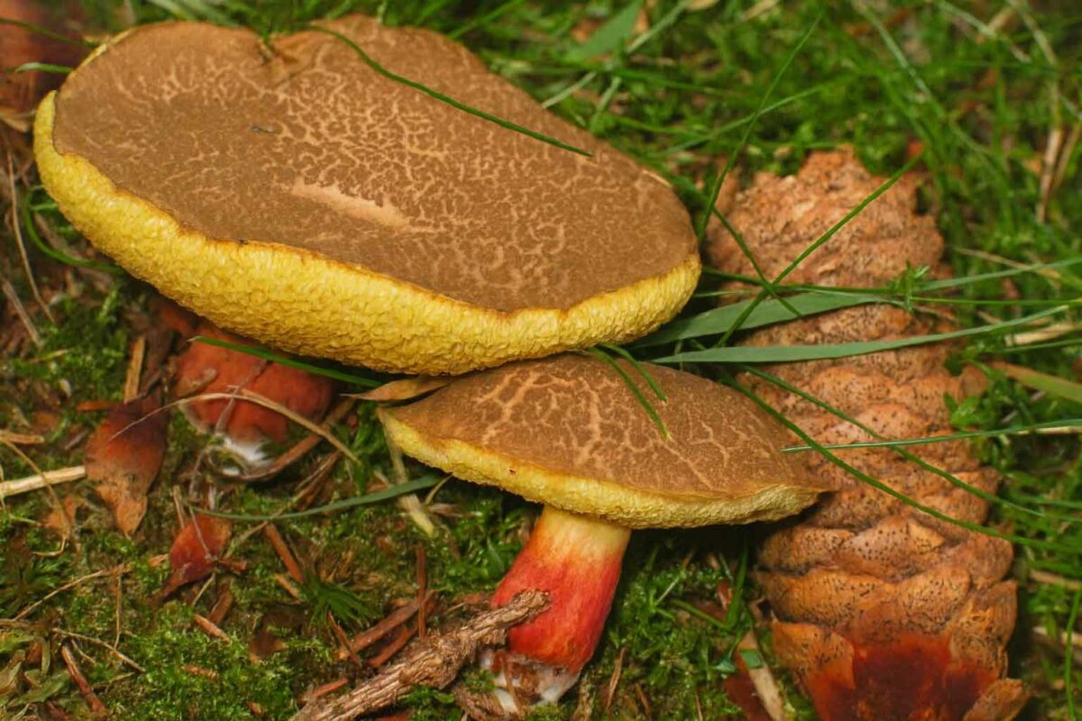Xerocomellus Chrysenteron