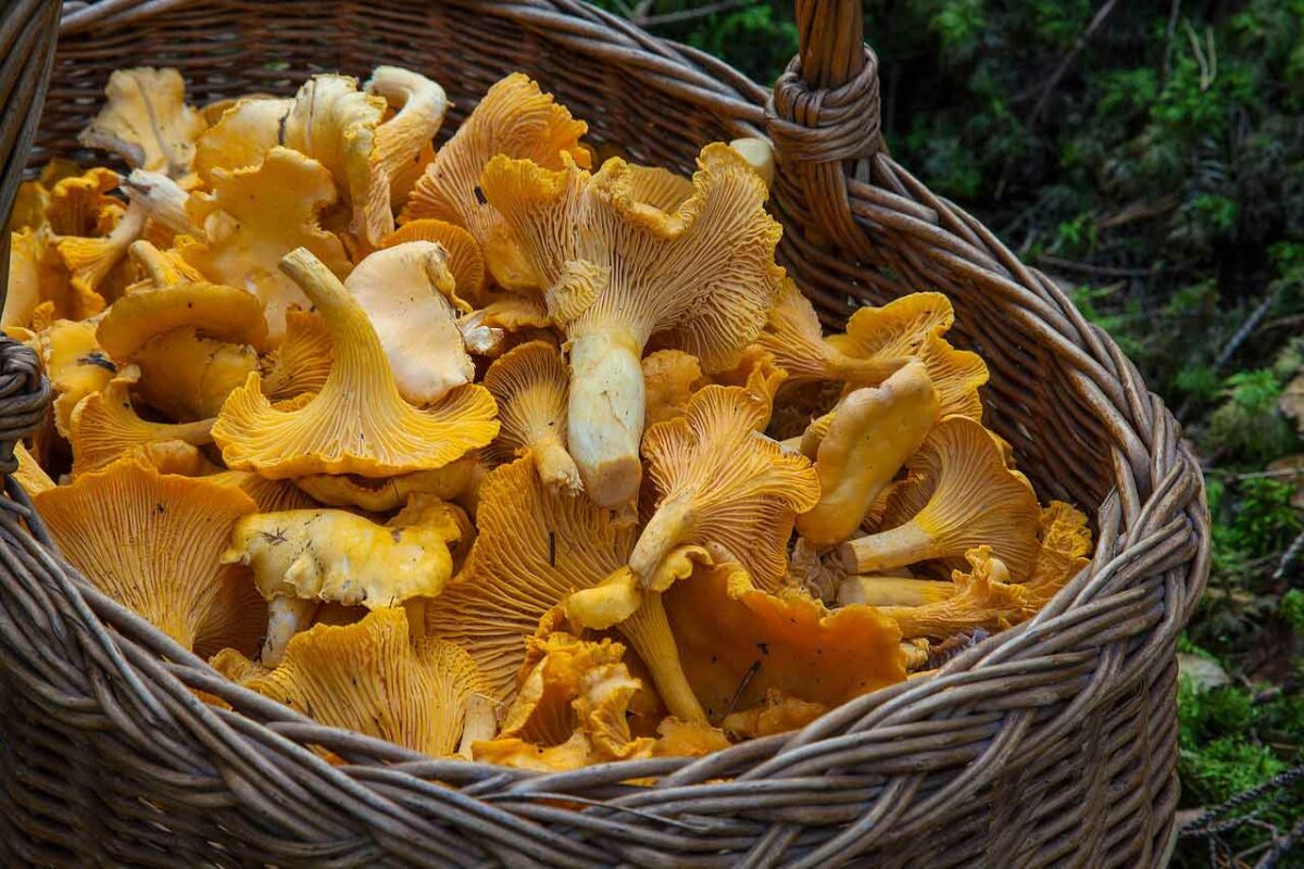 cestino per portare funghi cantharellus cibarius o Finferlo o Galletto