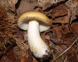 Russula Ochroleuca