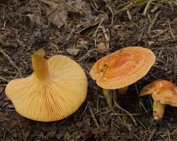 Lactarius porninsis