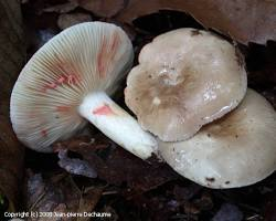 Lactarius Acris