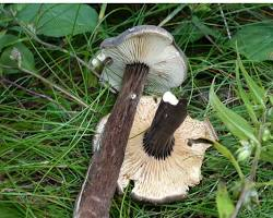 Lactarius Lignyotus