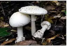 Amanita Verna