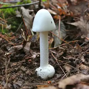 Amanita Virosa