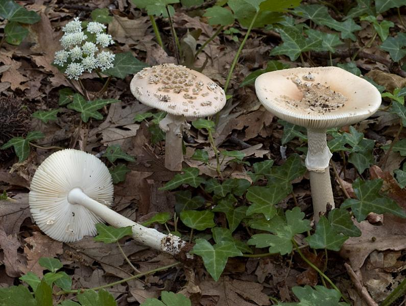 Amanita eliae