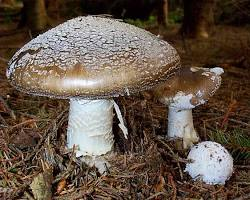 Amanita Excelsa