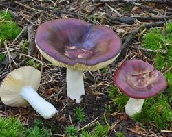 Russula Amara