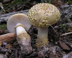 Amanita Franchetii