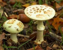 Amanita Citrina