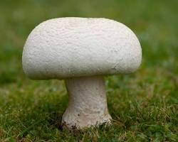 Agaricus Arvensis