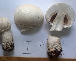 Agaricus Crocodilinus