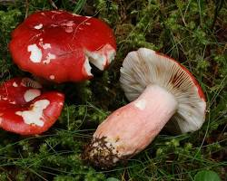 Russula Rhodopus