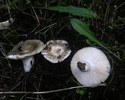 Russula Monspeliensis 