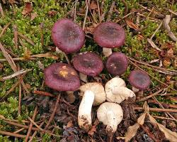 Russula Cistoadelpha