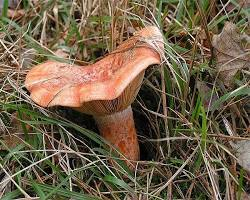 Lactarius Deliciosus