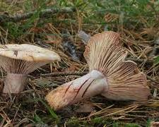 Lactarius Sanguifluus