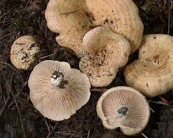 Lactarius Acerrimus