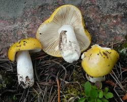 Russula Claroflava