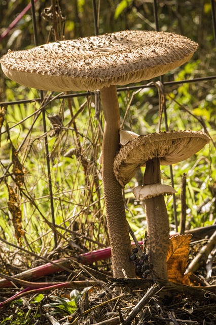 Macrolepiota Procera