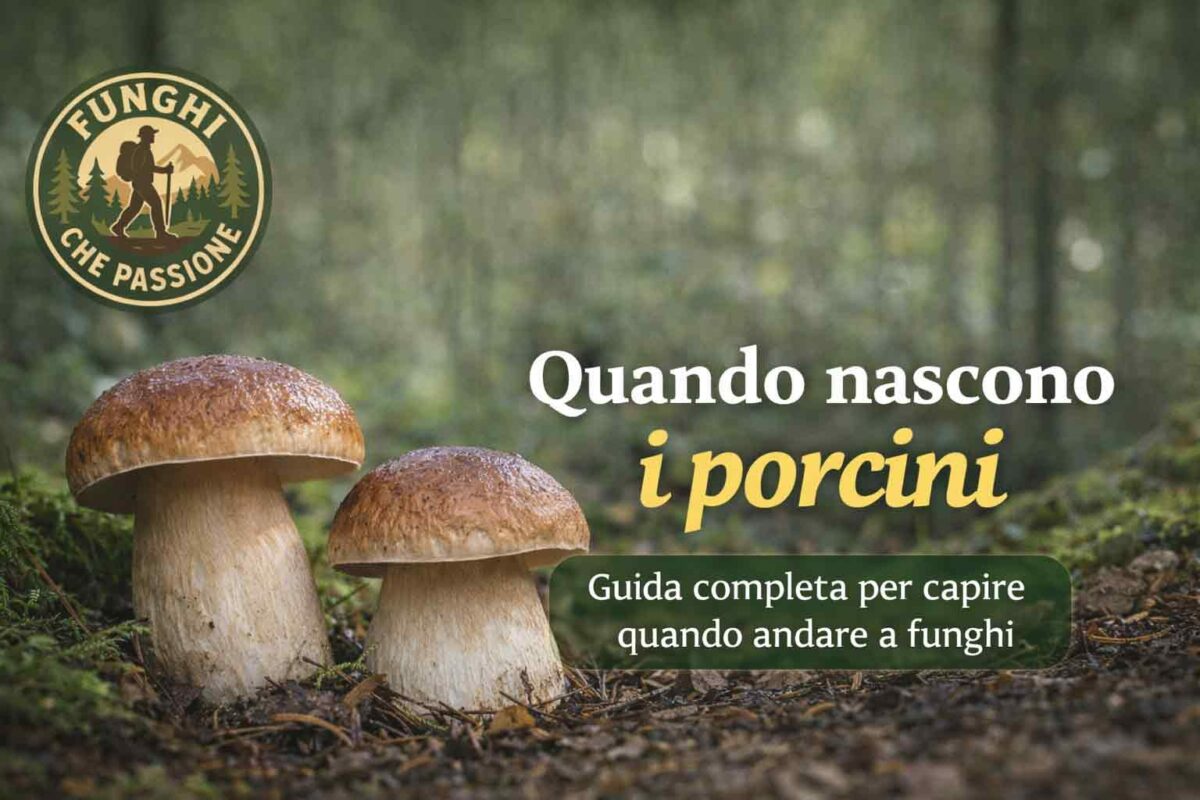 Quando nascono i porcini guida completa per capire quando nascono i porcini
