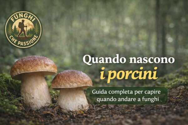 Quando nascono i porcini guida completa per capire quando nascono i porcini