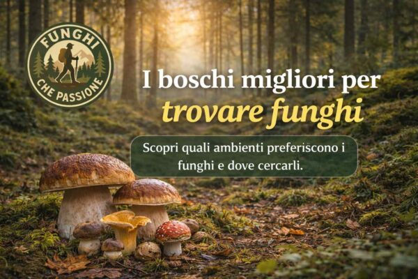 guida sui boschi migliori per trovare funghi
