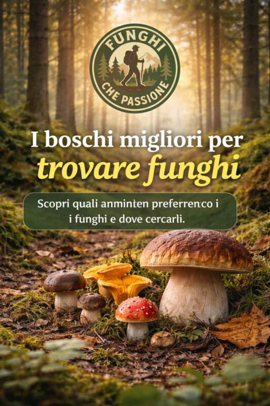 I boschi migliori per trovare funghi