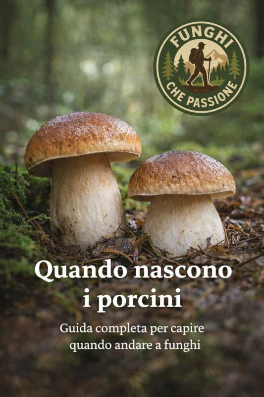 Quando nascono i funghi
